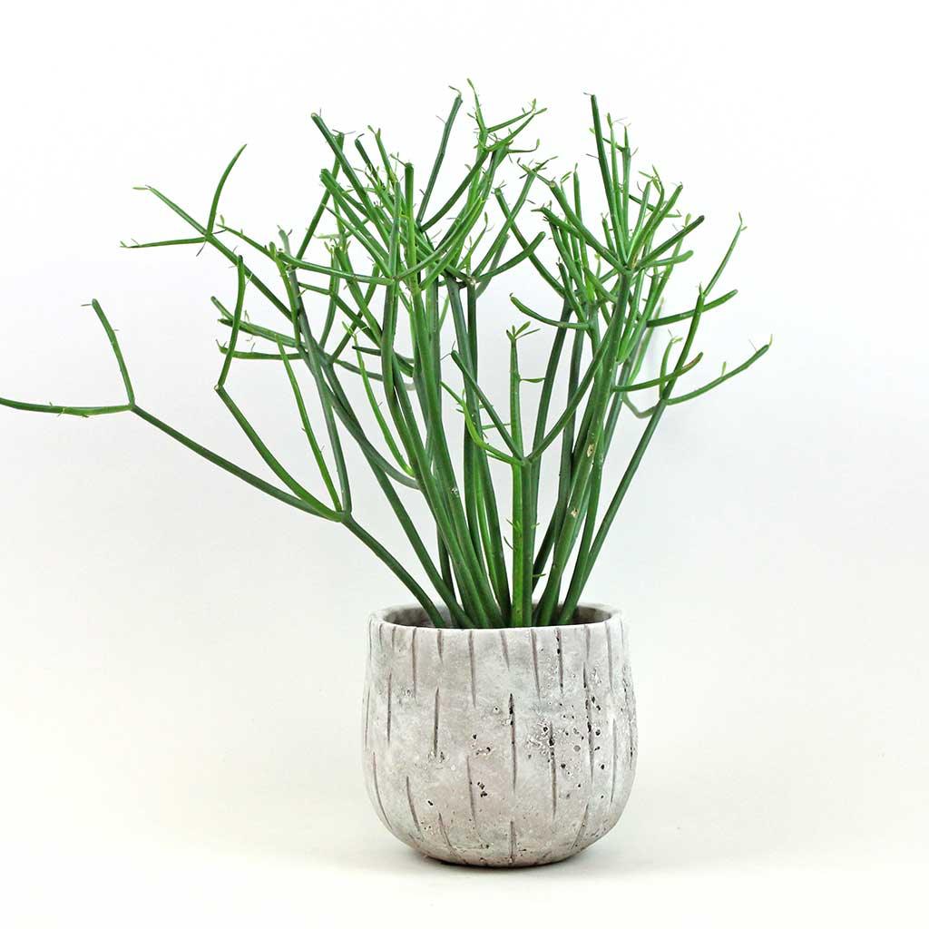 Pencil Cactus | Euphorbia Tirucalli  Bloombox Club