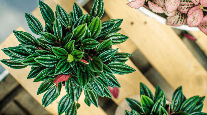Fall in Love With These Peperomia Plant Varieties