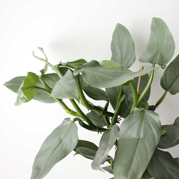 Silver Sword Philodendron | Phildendron hastatum