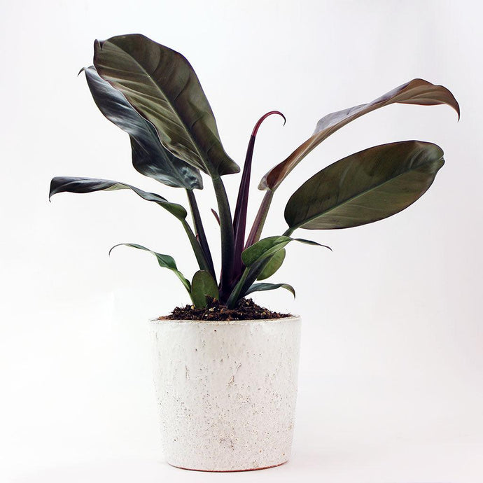 Philodendron Imperial Red | Philodendron Imperial Red