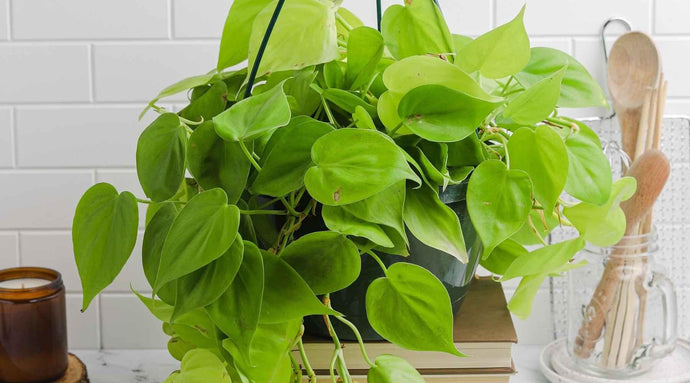 15+ Philodendron Varieties You Need To Add To Your Indoor Garden