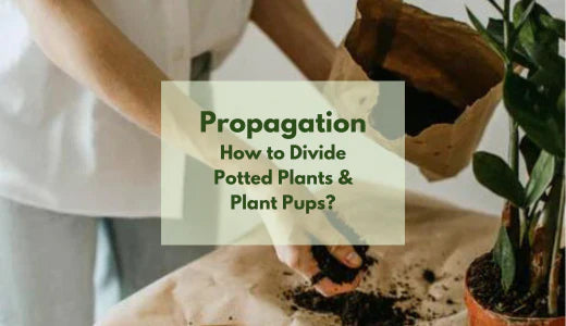 Plant Propagation: How to Divide Potted Plants & Plant Pups