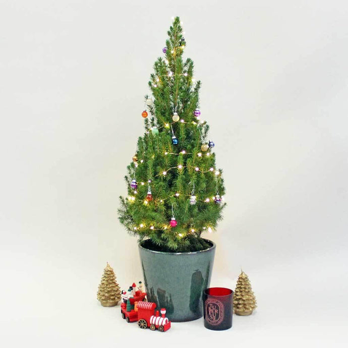 Cut down on Christmas waste and buy a living tree