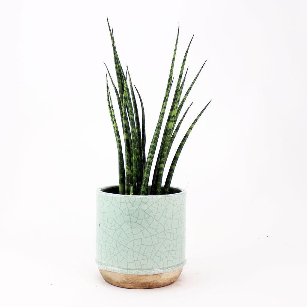 Mikado Plant | Sansevieria Bacularis  Bloombox Club