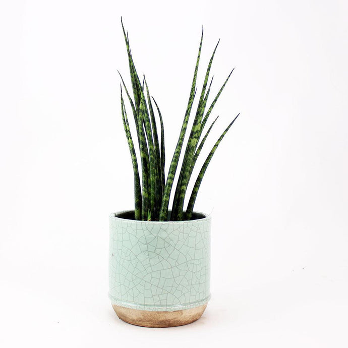 Mikado Plant | Sansevieria Bacularis