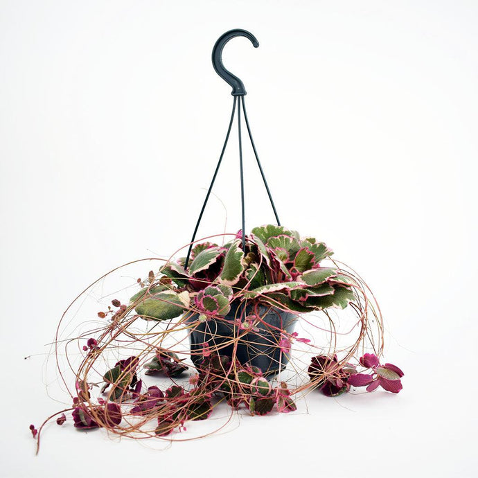 Strawberry Geranium | Saxifraga stolonifera