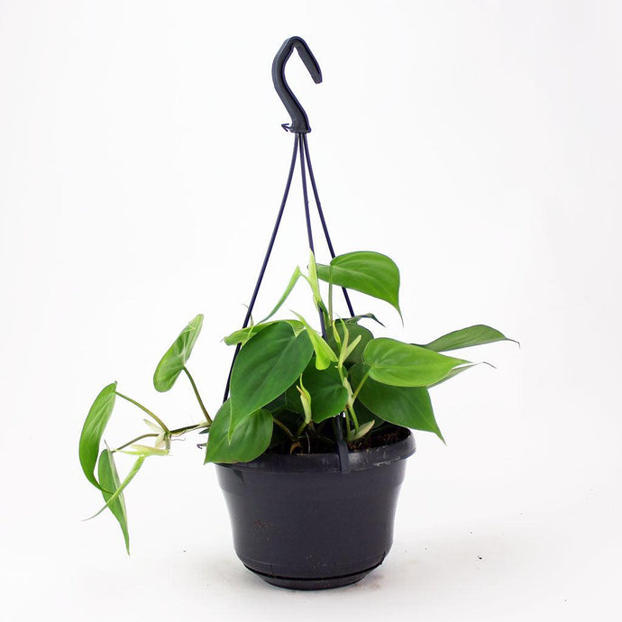 Green Sweetheart Plant | Philodendron scandens