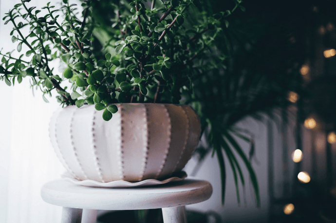 Statement Plants To Brighten Up Your Home