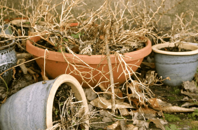 Mr Plant Geek Asks - Is it ok to throw plants away?
