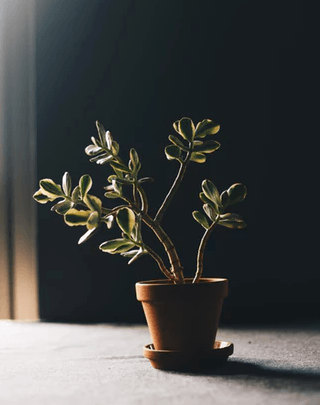 Common Ways To Murder Your Plants And How To Save Them