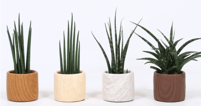 Win Three Designer Plant Pots