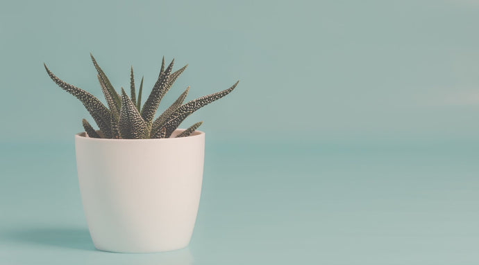 How Snake Plants Help with Air Purification & Sleep Quality