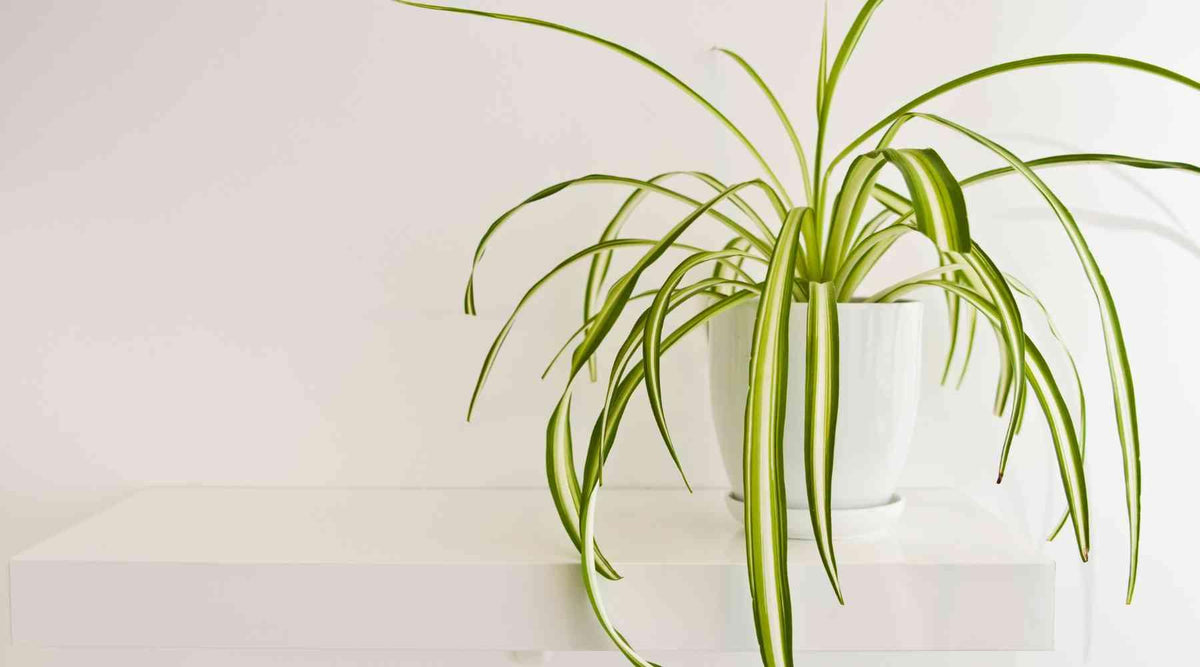 Complete Guide Of Spider Plant Care – Bloombox Club