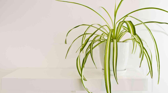 Complete Guide Of Spider Plant Care