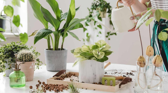 Steps To Bring A Houseplant Back to Life - Pro Tips