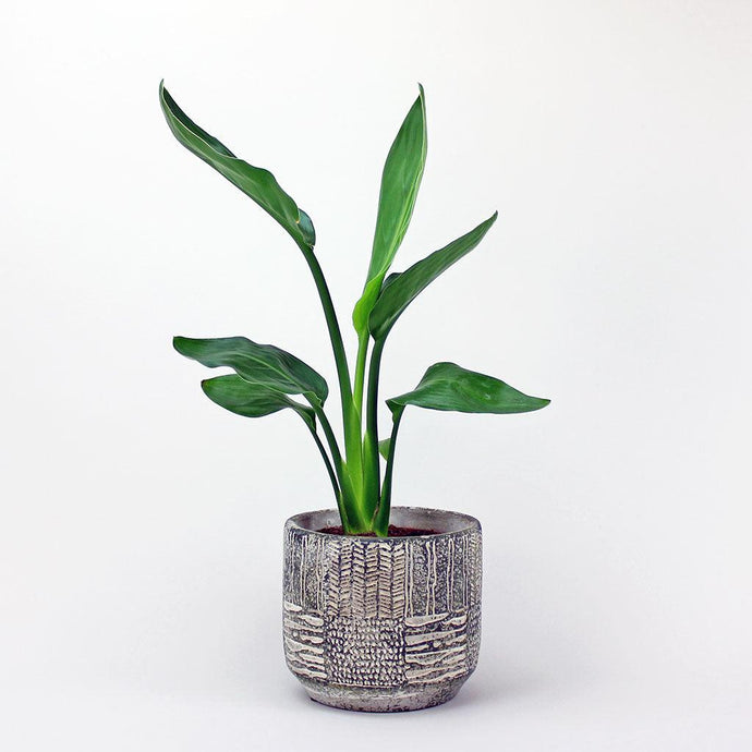 Bird of Paradise | Strelitzia reginae