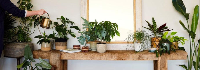 How to Keep Your Houseplants Alive in Winter