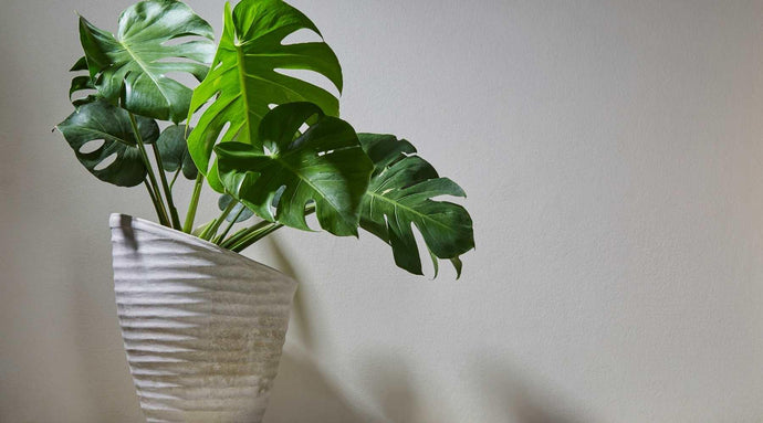 The Monstera Controversy - How To Tell If You've Got The Super Rare Obliqua