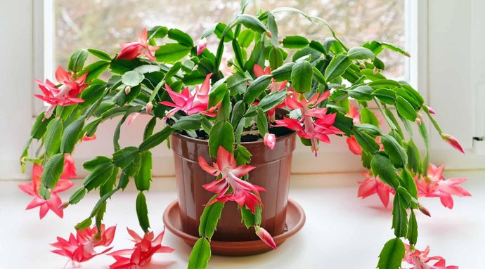 The Perfect Guide To Gifting Plants This Christmas Season