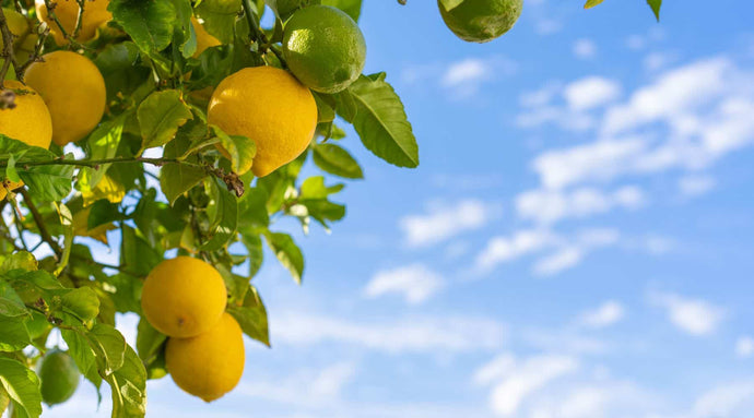 The Ultimate Guide to Growing Lemon Trees in Pots: From Seed to Harvest