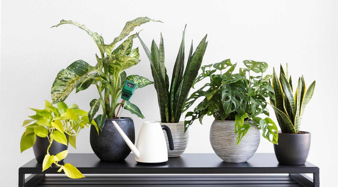 The Wellbeing Benefits of Indoor Plants
