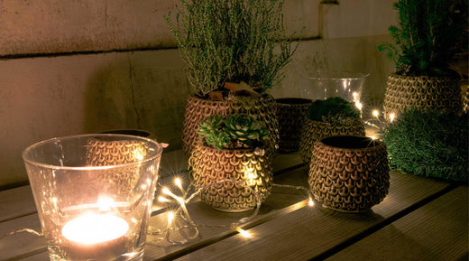 Top Christmas Plants To Have This Winter Season