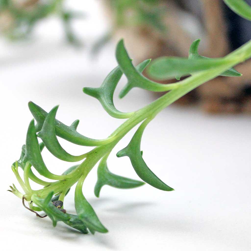 String of Dolphins | Senecio peregrinus  Bloombox Club