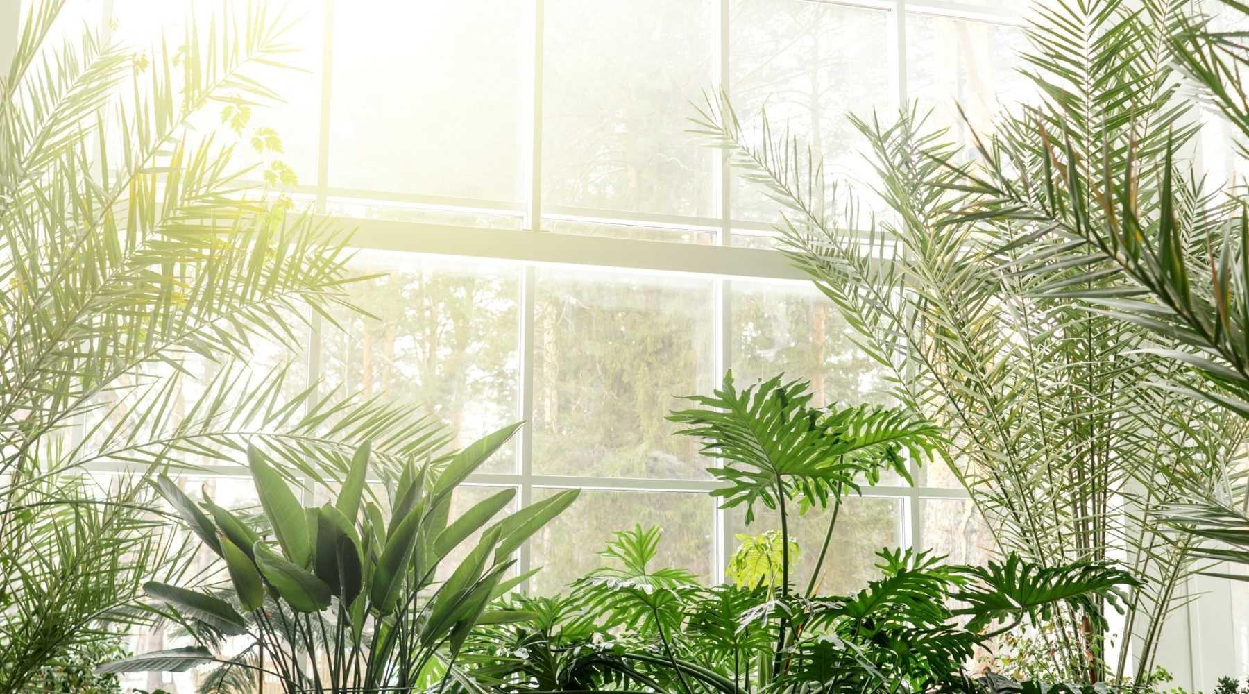 Types of Indoor Palm Plants to grow in your House  Bloombox Club