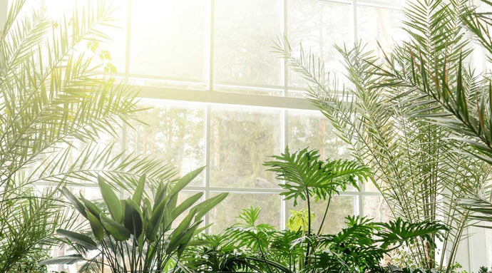 Types of Indoor Palm Plants to grow in your House