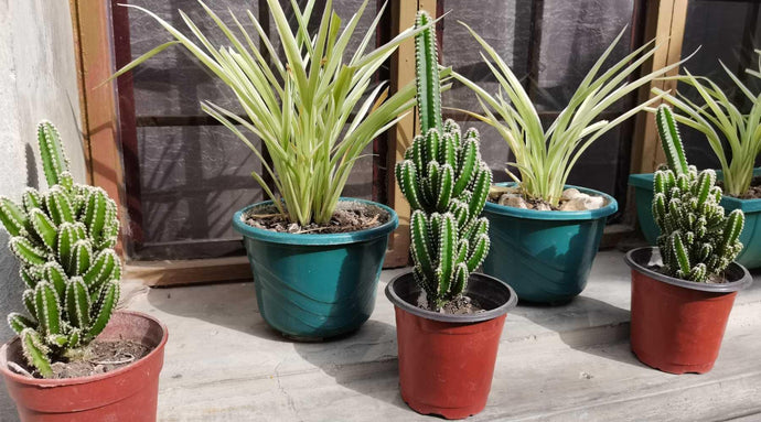Types of Cactus Plants To Grow Indoors