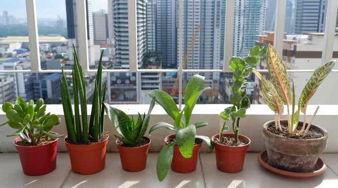 Unlock The Mystery Of Lighting for Your Indoor Plants