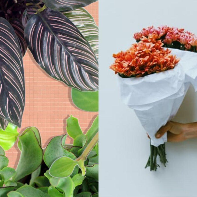Houseplants vs. Flowers - Are You Gifting Sustainably?