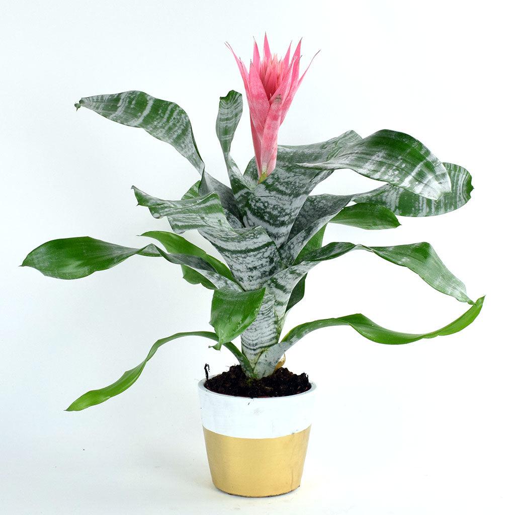 plant wandering jew purple Succulent Tradescantia padillia Pale Puma Wandering Jew