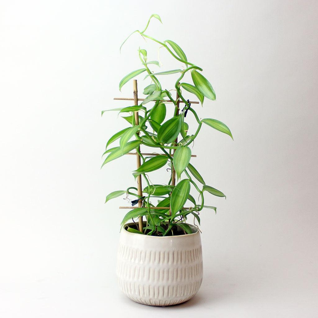 Vanilla Orchid | Vanilla planifolia  Bloombox Club