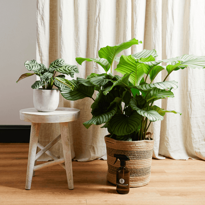 Top 5 Air-Purifying Plants