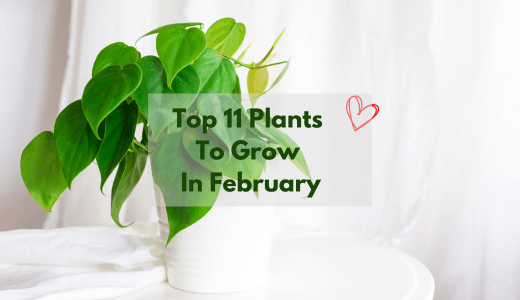 What To Plant In February - Top 11 Plants To Grow In February