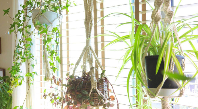Which Hanging Indoor Plants Are Perfect For Every Room Of Your House?