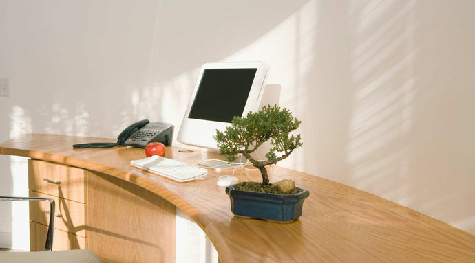 Which Plants Are Best For Office Desk Decor?
