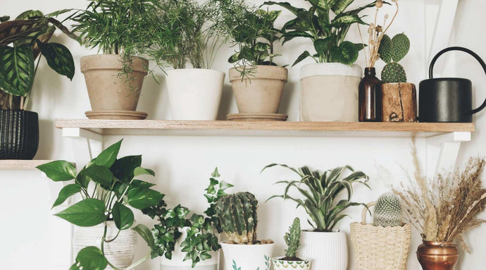 Which Plant Is Best For Each Zodiac Sign?