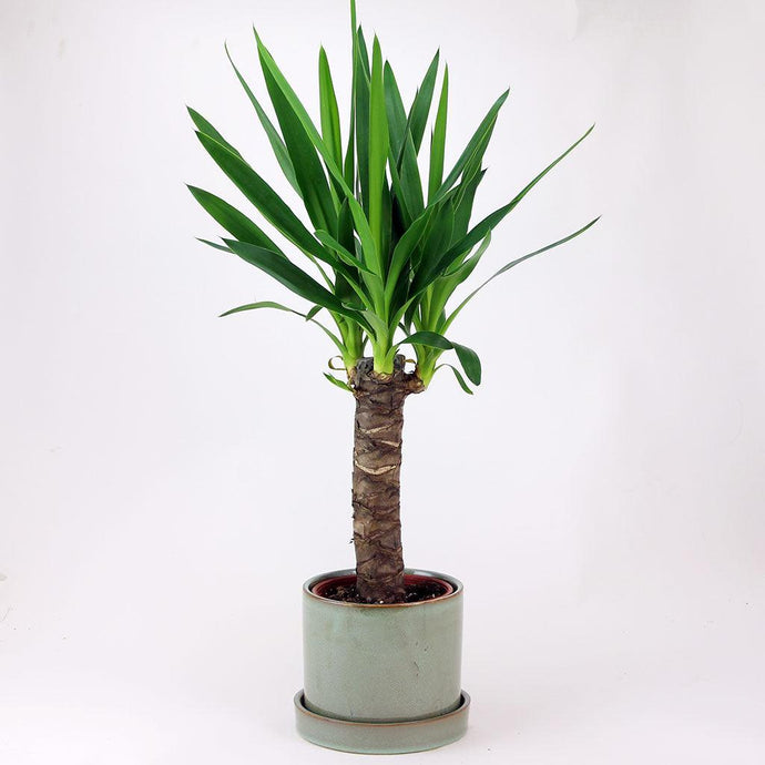 Yucca | Yucca Elephantipes