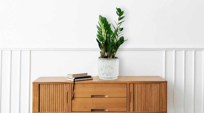 ZZ Plant Care:  Everything You Need To Know