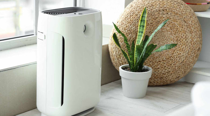 Air-Purifying Plants vs. Air Purifiers: Which One Works Better?