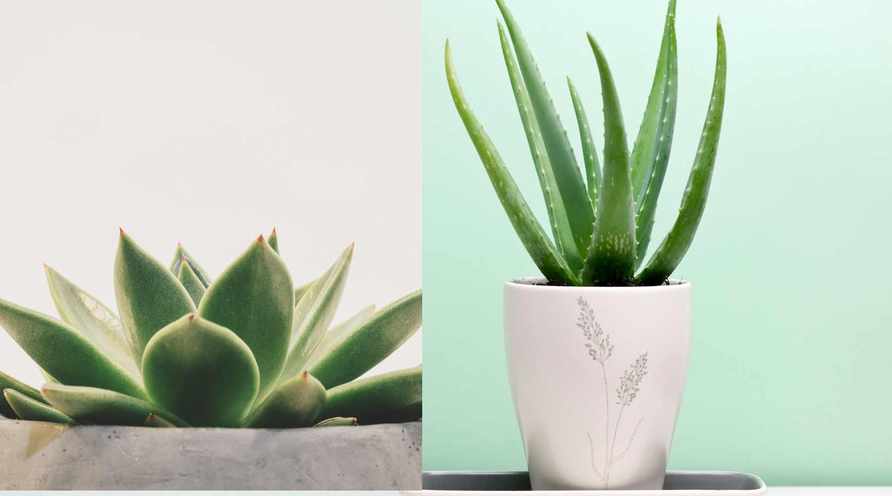 Aloe Vera vs. Agave: Similar Looks, Very Different Care  Bloombox Club