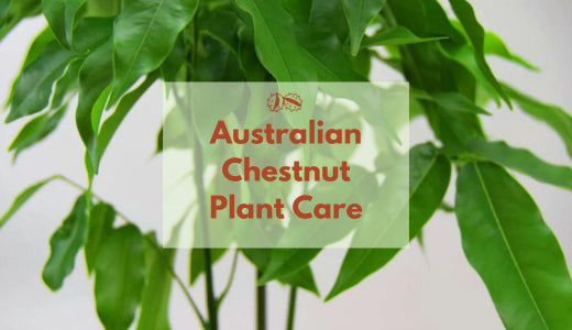 In-Depth Care for Your Australian Chestnut