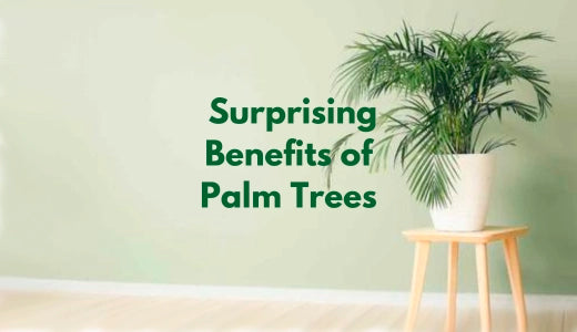 Surprising Benefits of Palm Trees