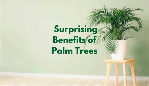 Surprising Benefits of Palm Trees