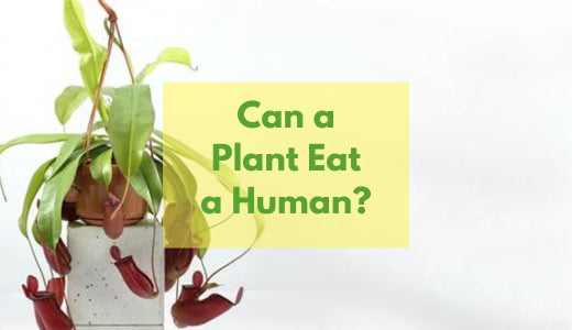 Can a Plant Eat a Human?