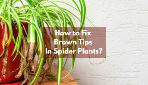 Common Causes of Brown Tips In Spider Plant And How To Fix Them
