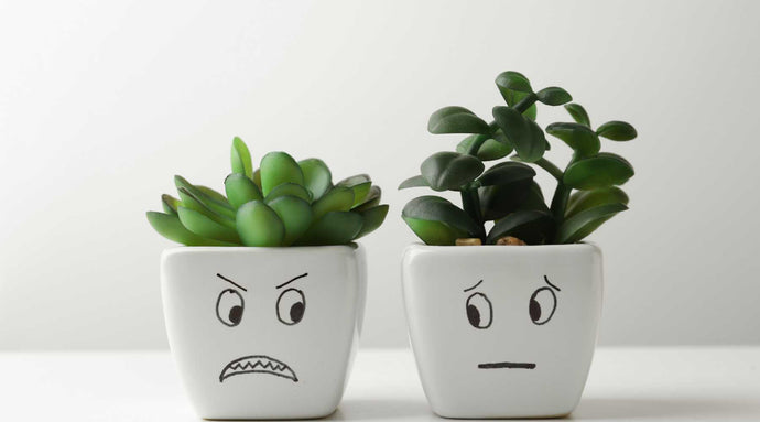 Troubleshooting Common Issues with Easy-Care Plants