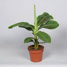 Banana Tree | Musa Tropicana